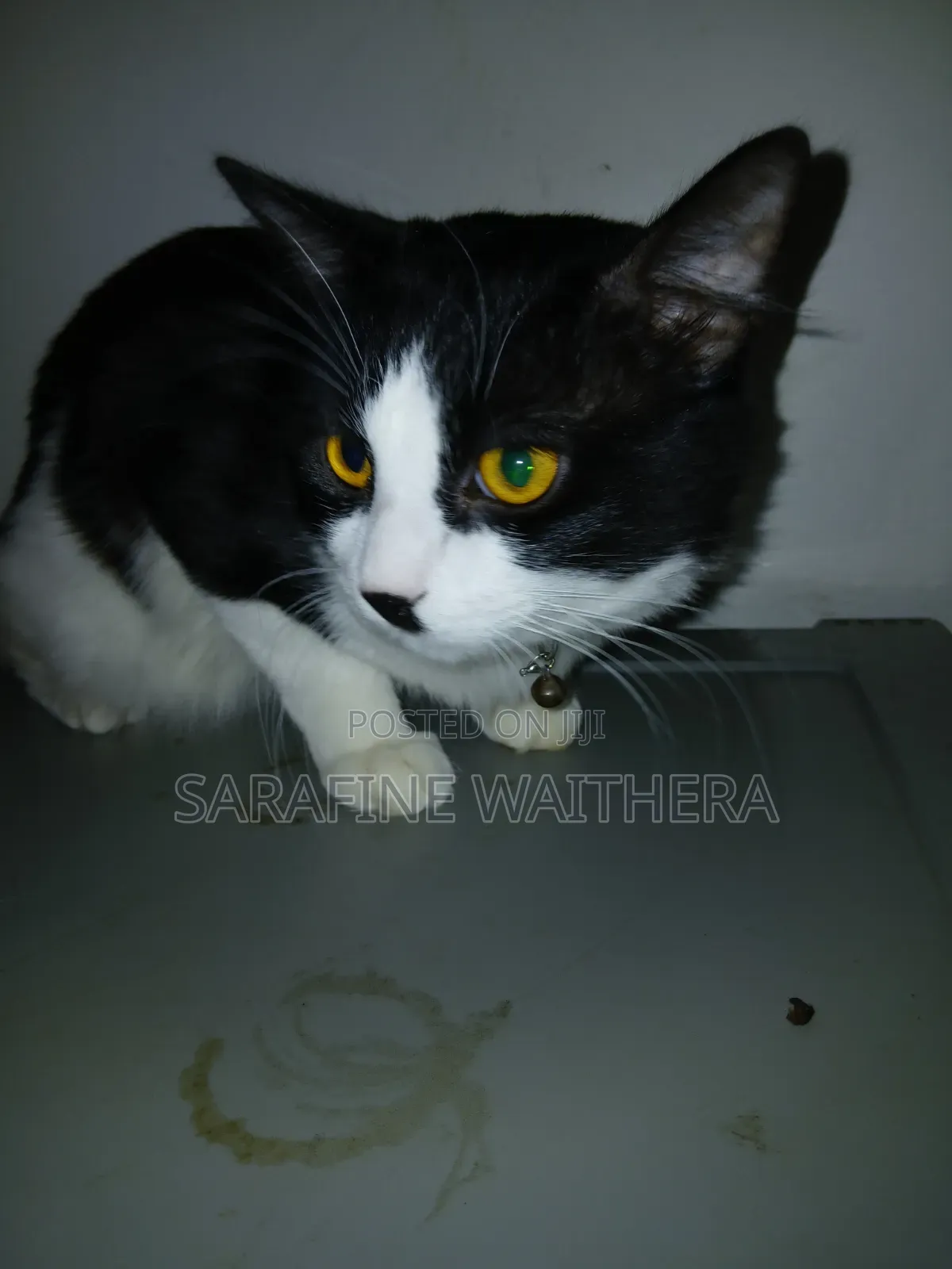 6-12 months Male Mixed Breed British Shorthair