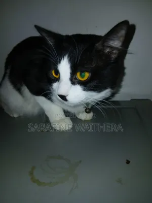 6-12 months Male Mixed Breed British Shorthair