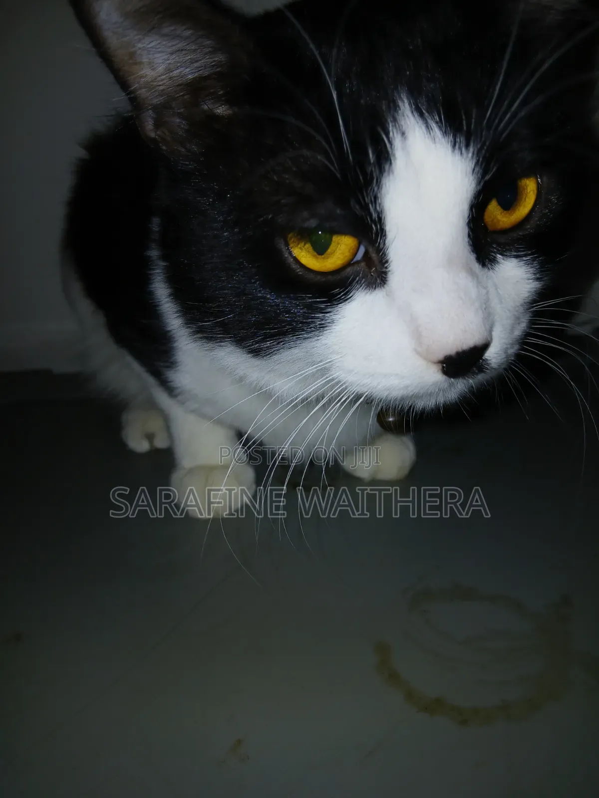 6-12 months Male Mixed Breed British Shorthair