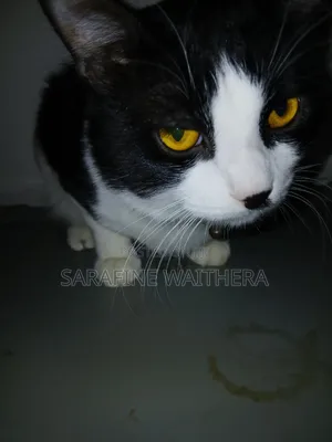 6-12 months Male Mixed Breed British Shorthair