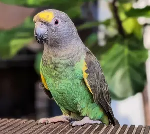Sudan Brown Parrot