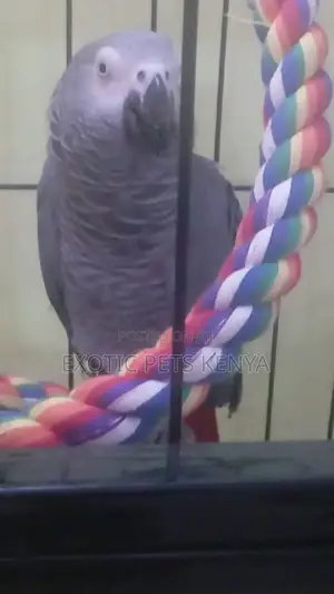 Talking Parrots