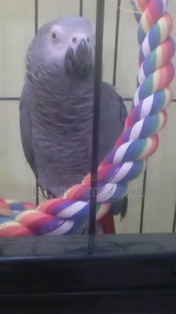 Talking Parrots - main view