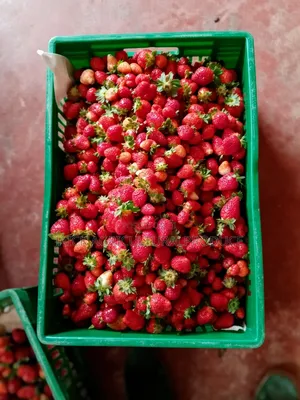 Strawberry Seedlings