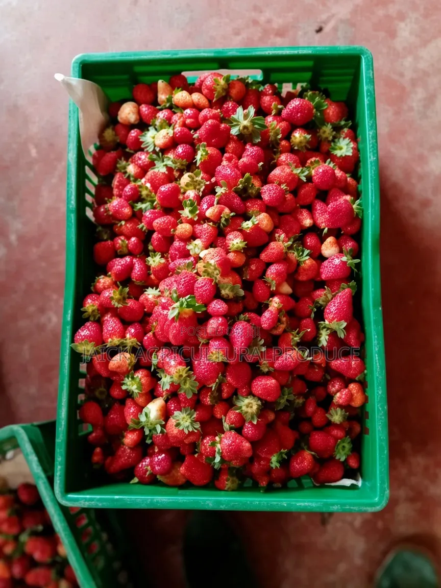 Strawberry Seedlings