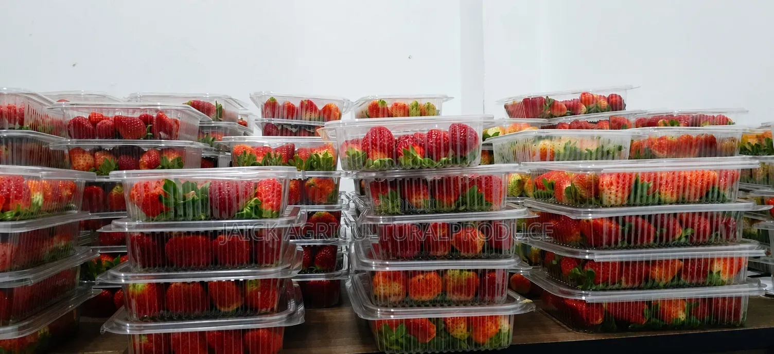 Strawberry Seedlings