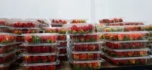 Strawberry Seedlings