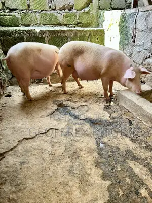 Served Maxgrow Duroc Gilts