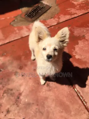 1-3 months Male Purebred Japanese Spitz