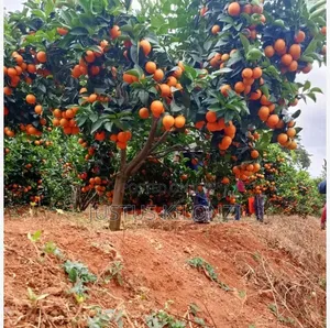 Pixie Fruits