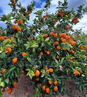 Pixie Fruits