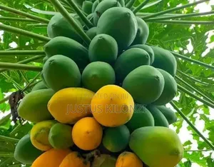 Papaya Fruits
