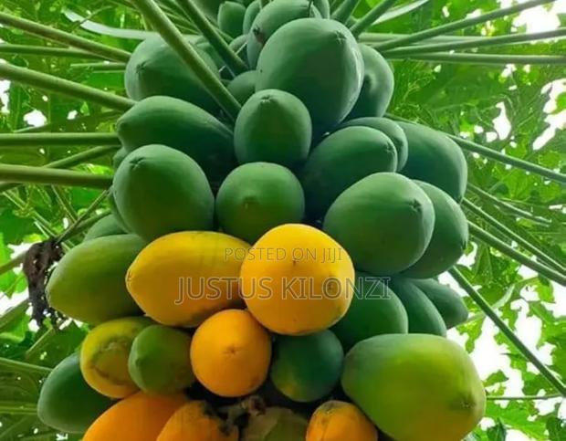 Papaya Fruits
