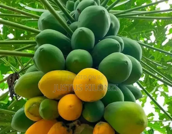 Papaya Fruits
