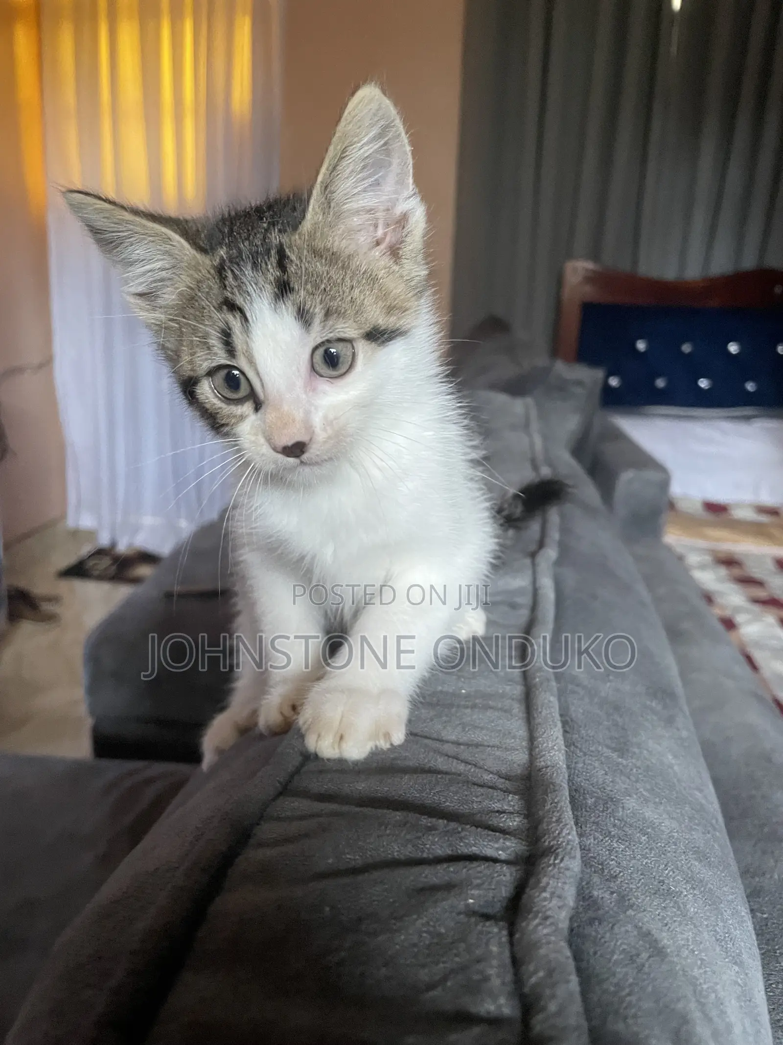 1-3 months Female Mixed Breed American Shorthair