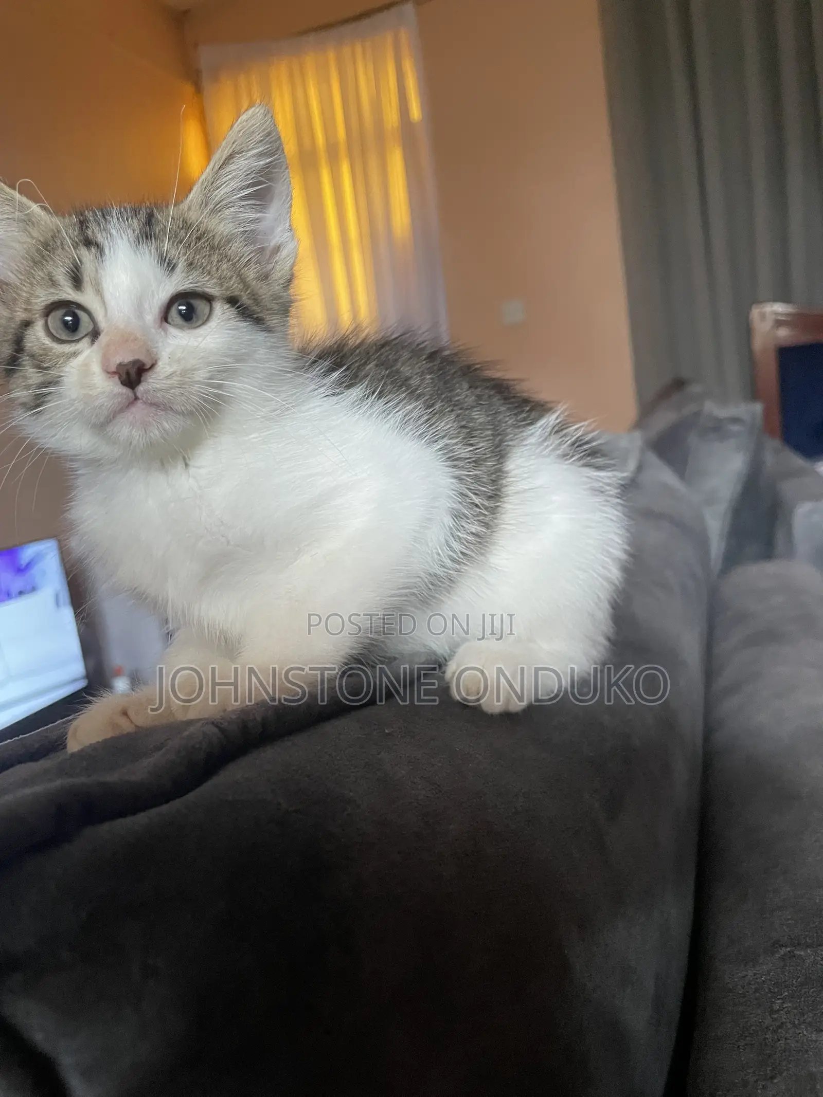 1-3 months Female Mixed Breed American Shorthair