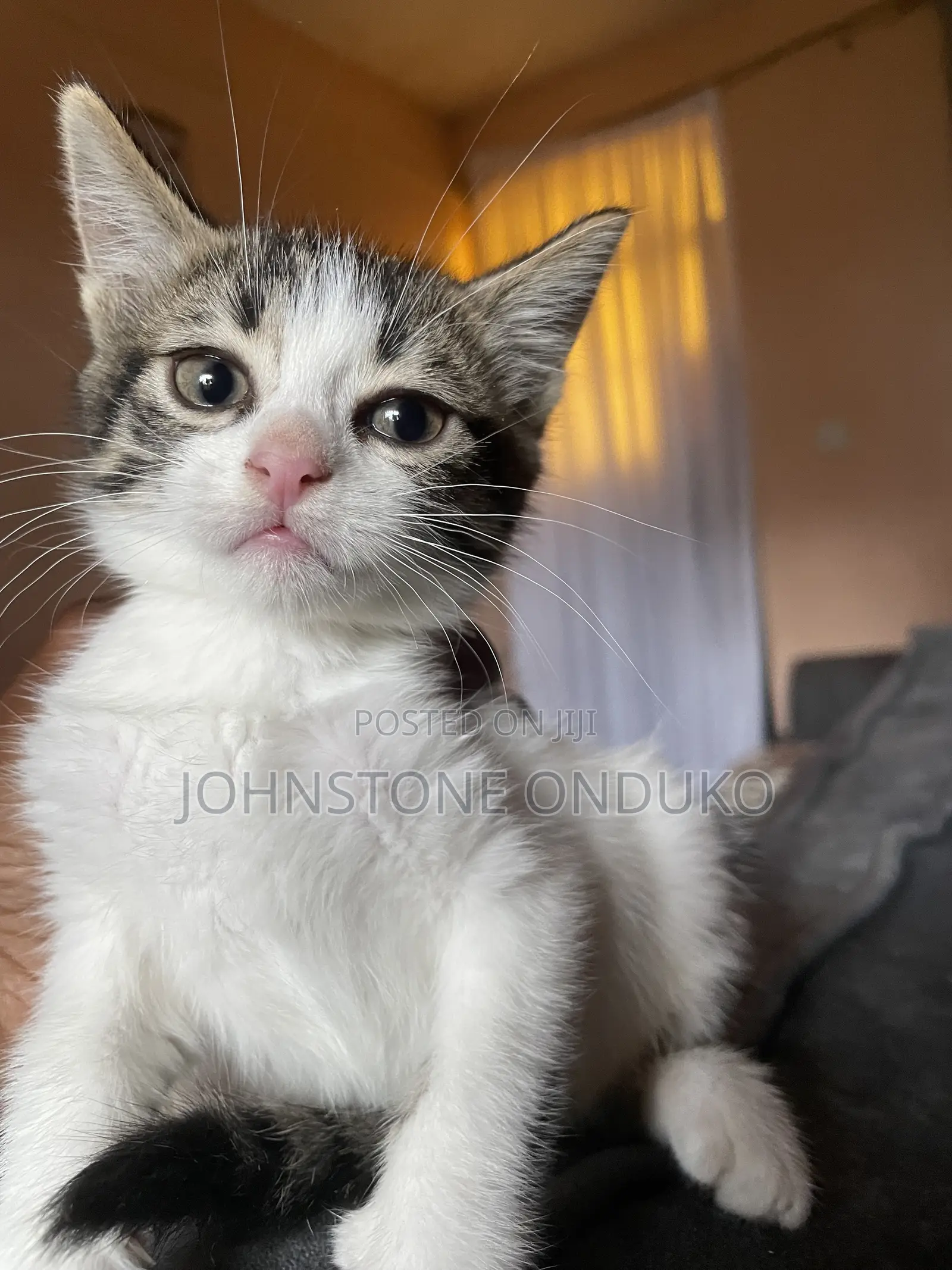1-3 months Female Mixed Breed American Shorthair