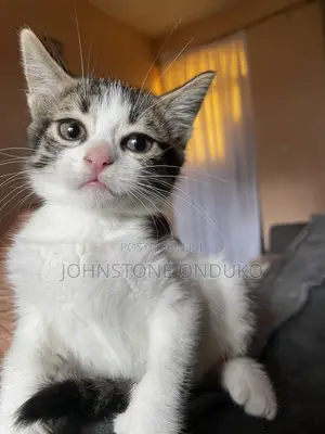 1-3 months Female Mixed Breed American Shorthair