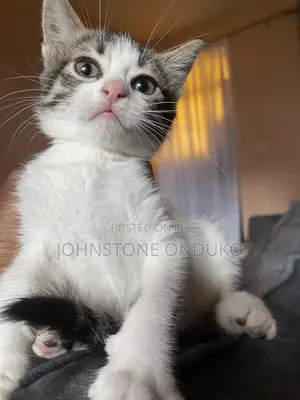1-3 months Female Mixed Breed American Shorthair
