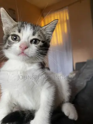 1-3 months Female Mixed Breed American Shorthair
