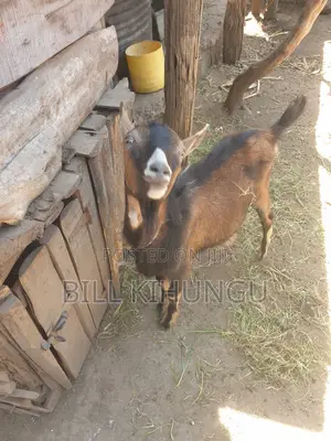 Pure / High-Grade German Alpine Buck – Young Breeding Male (Nakuru)