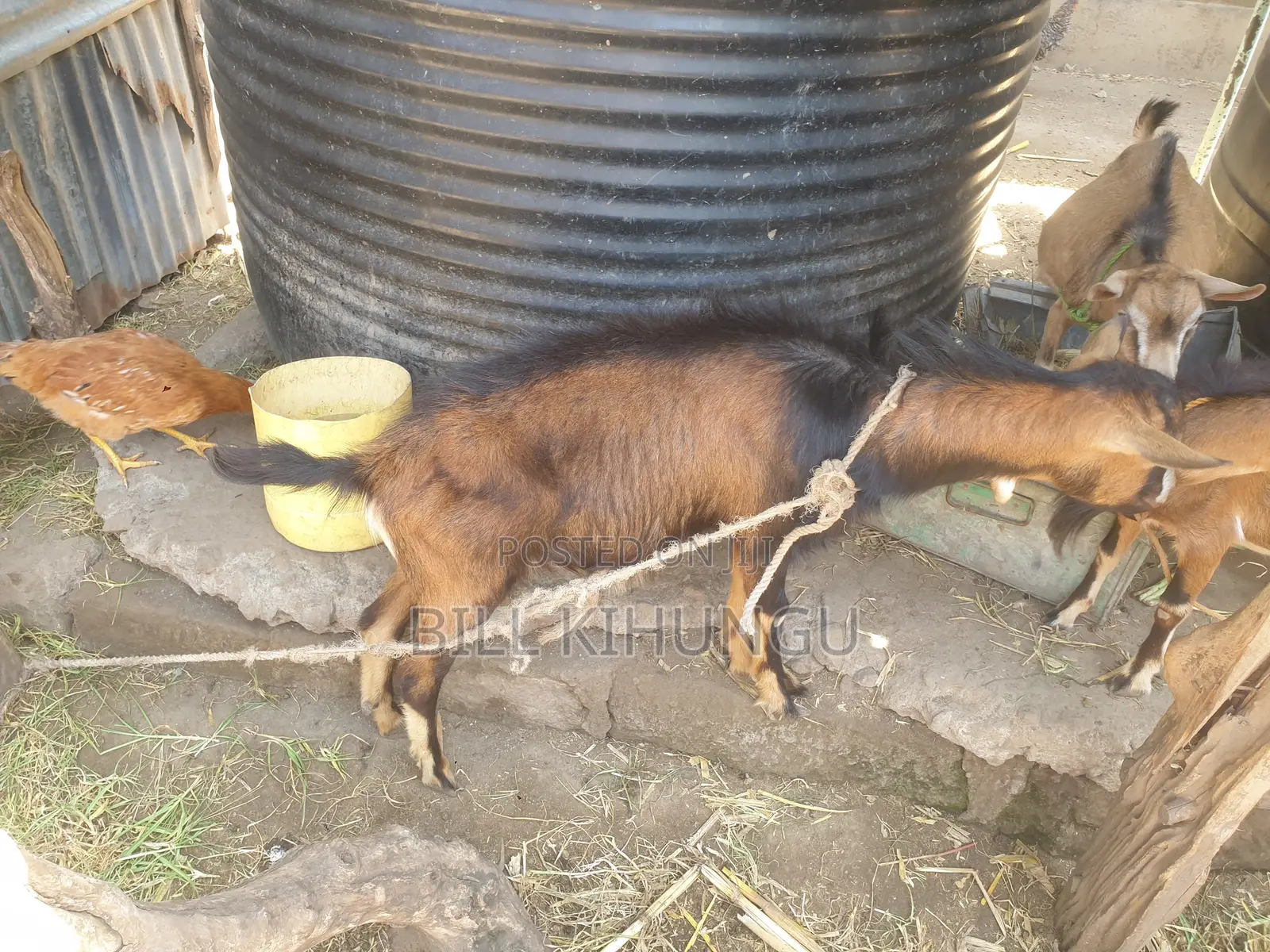 Pure / High-Grade German Alpine Buck – Young Breeding Male (Nakuru)
