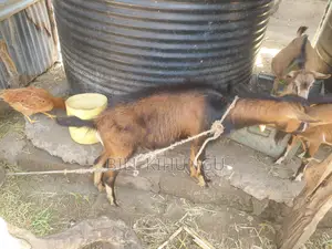 Pure / High-Grade German Alpine Buck – Young Breeding Male (Nakuru)