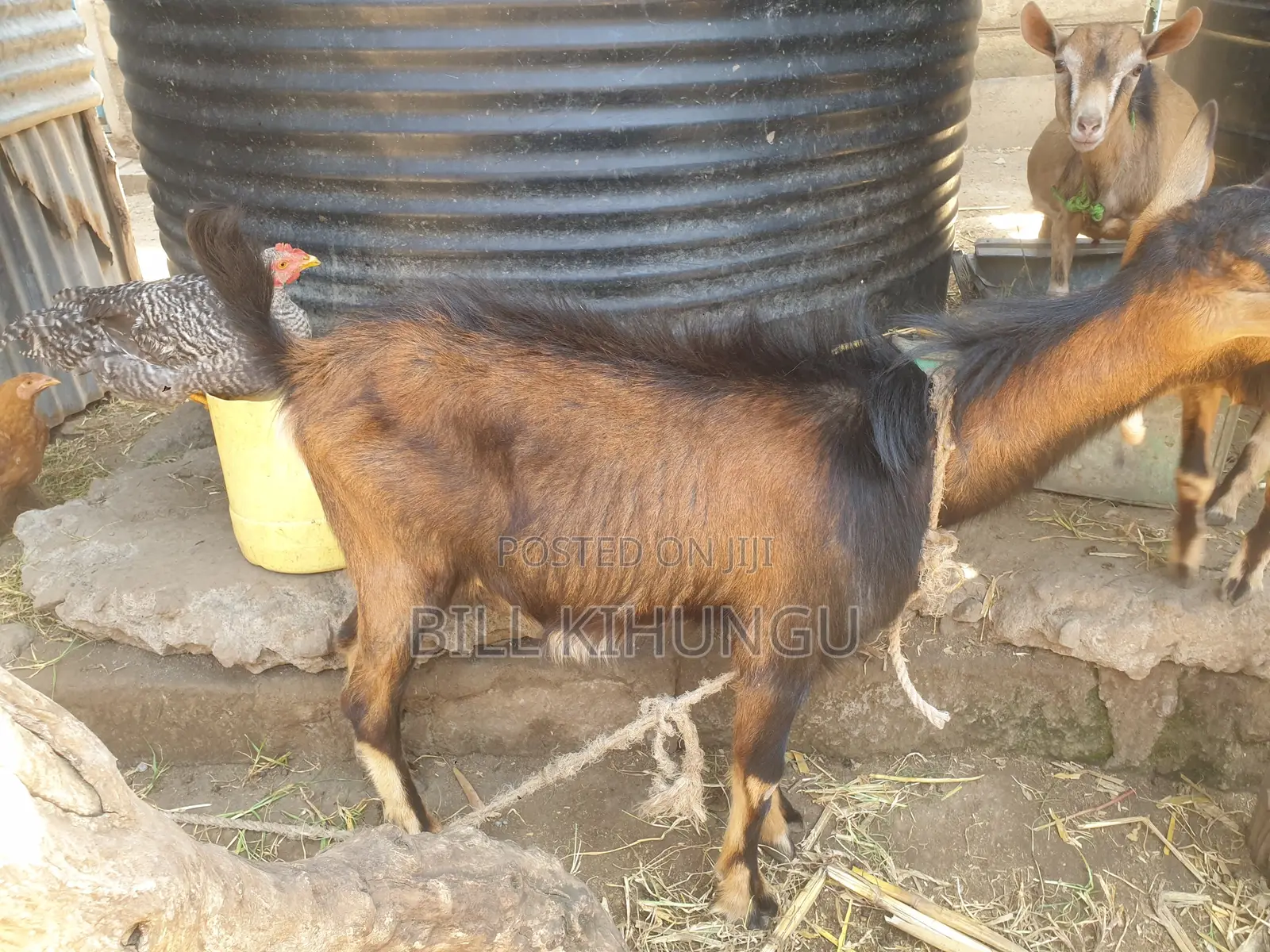 Pure / High-Grade German Alpine Buck – Young Breeding Male (Nakuru)