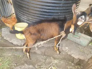 Pure / High-Grade German Alpine Buck – Young Breeding Male (Nakuru)