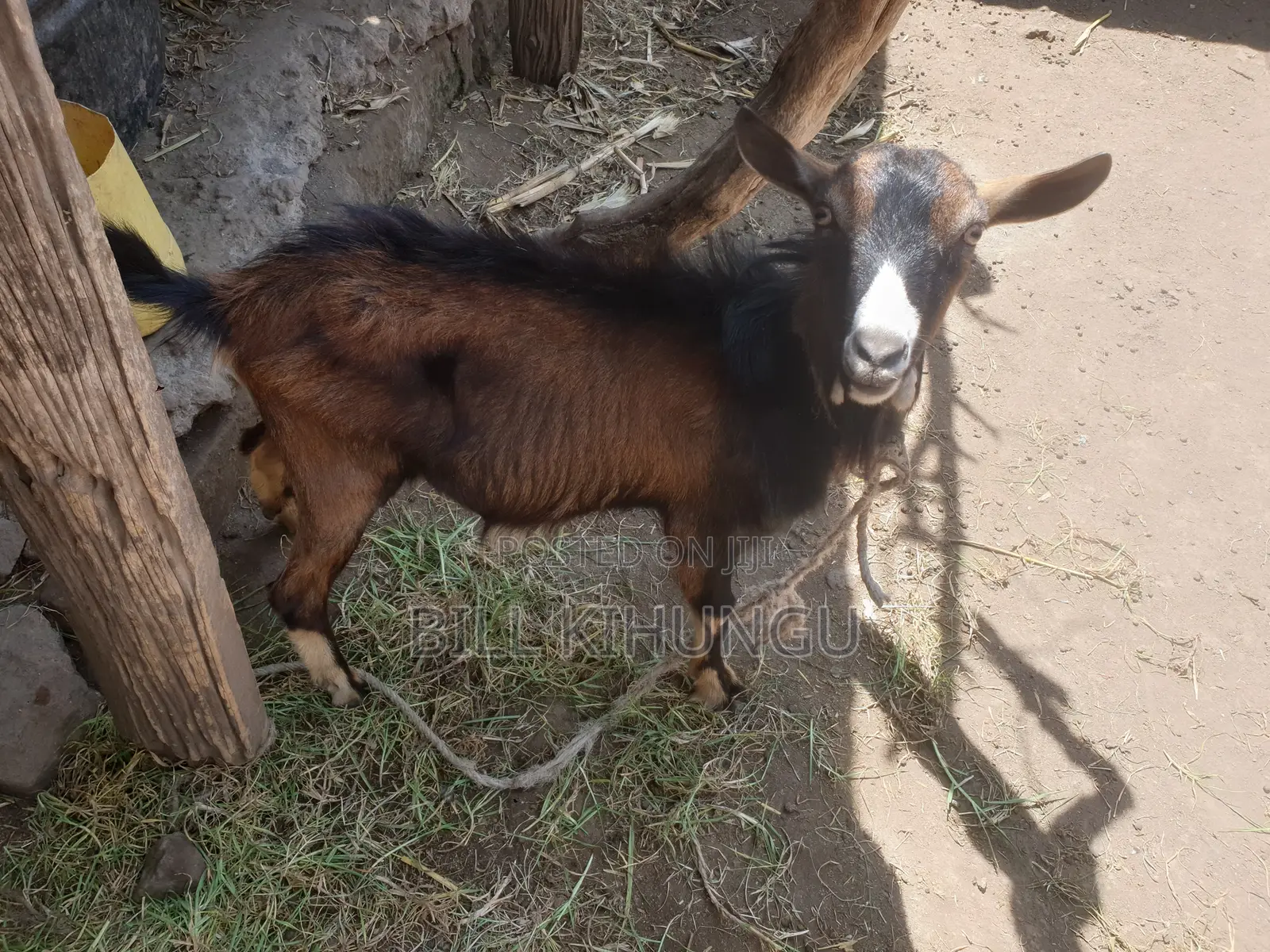 Pure / High-Grade German Alpine Buck – Young Breeding Male (Nakuru)