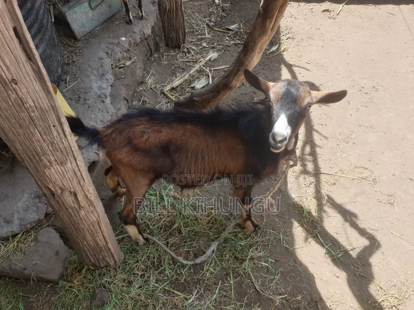 Pure / High-Grade German Alpine Buck – Young Breeding Male (Nakuru)