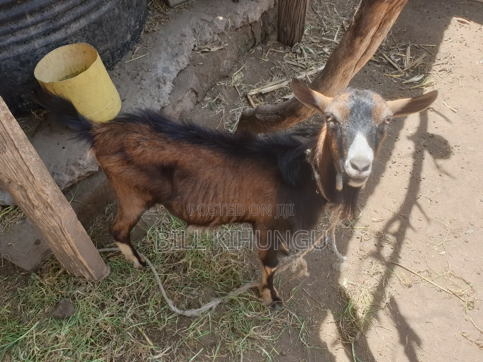 Pure / High-Grade German Alpine Buck – Young Breeding Male (Nakuru)