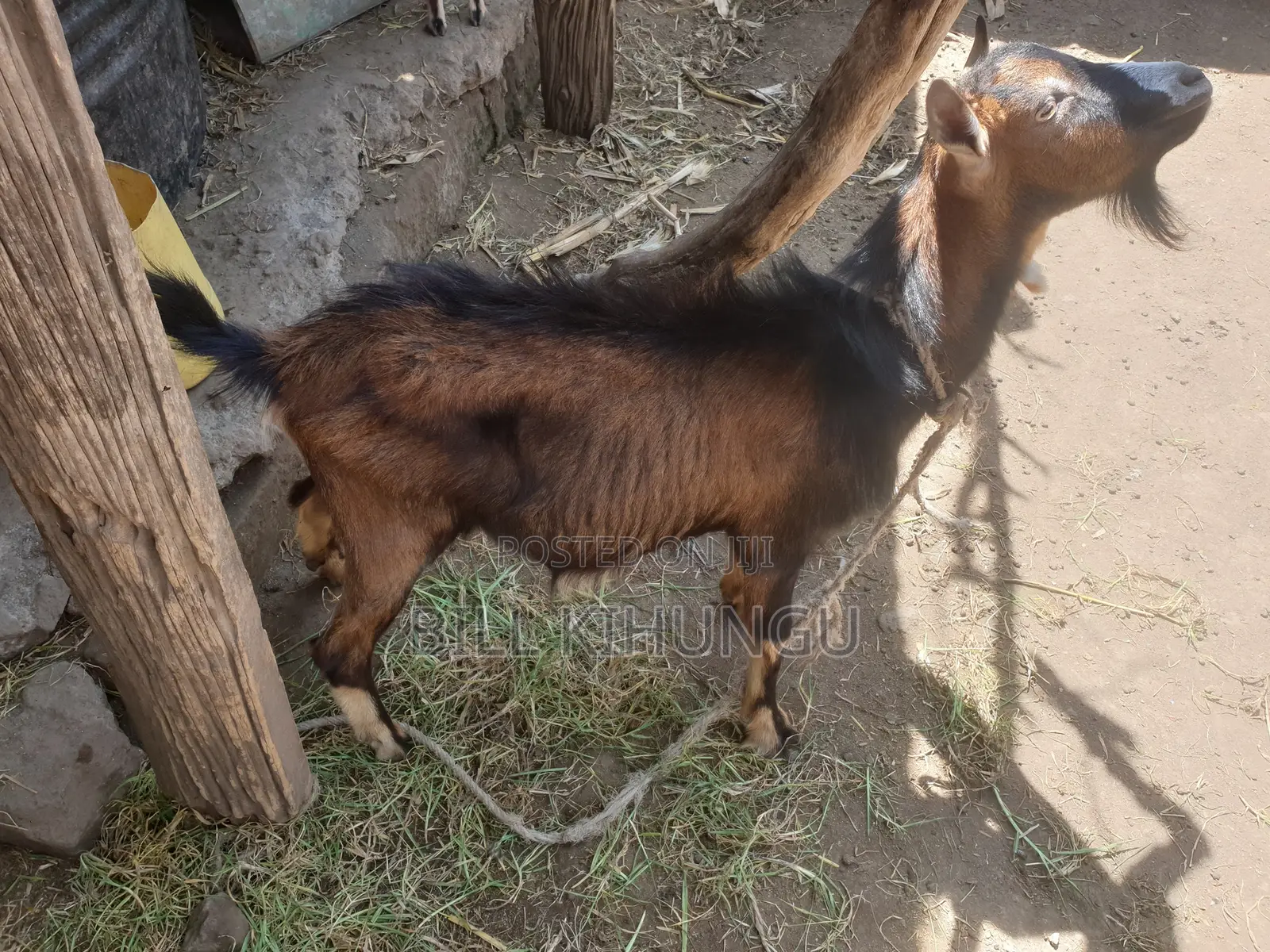 Pure / High-Grade German Alpine Buck – Young Breeding Male (Nakuru)