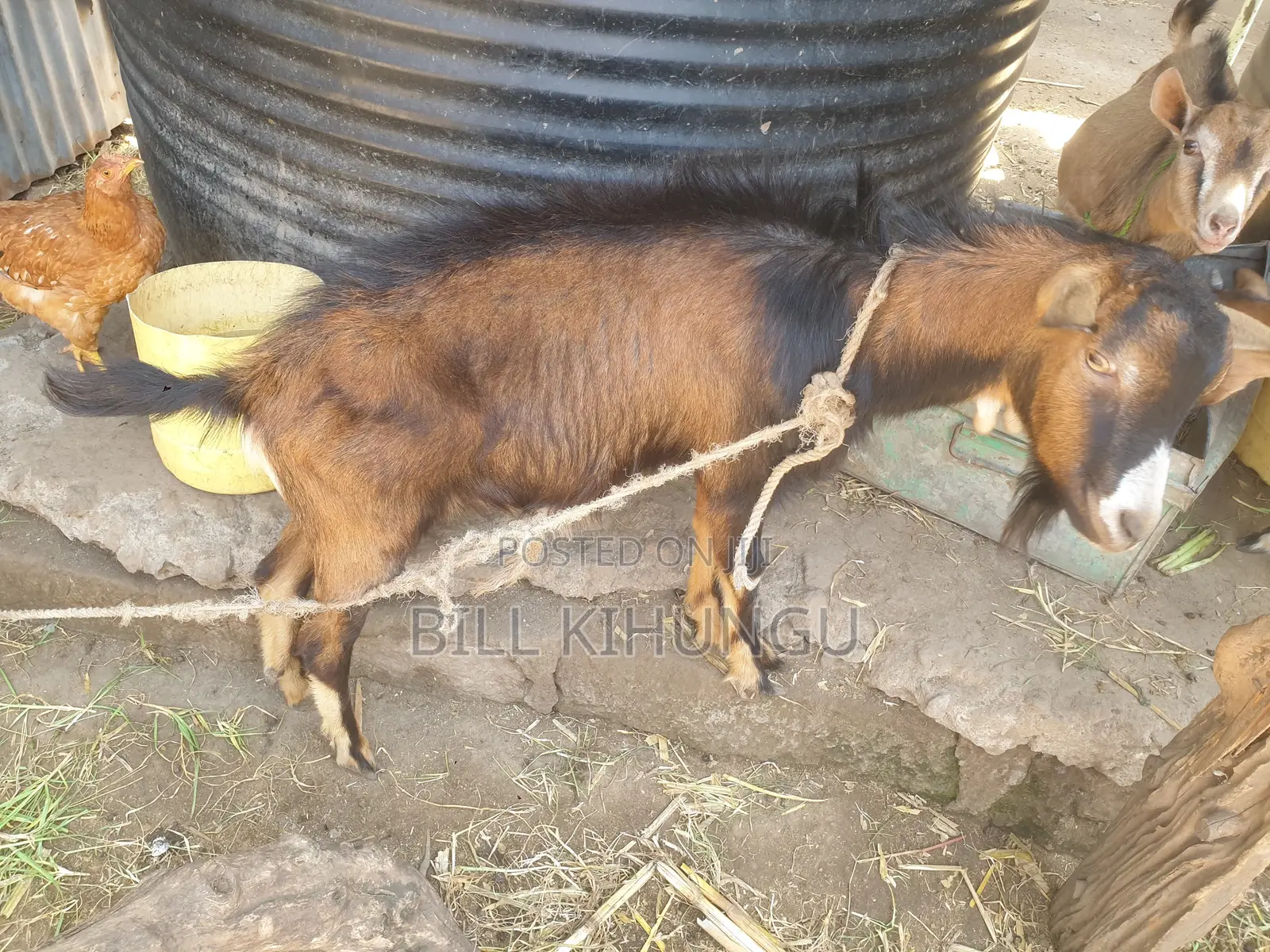 Pure / High-Grade German Alpine Buck – Young Breeding Male (Nakuru)