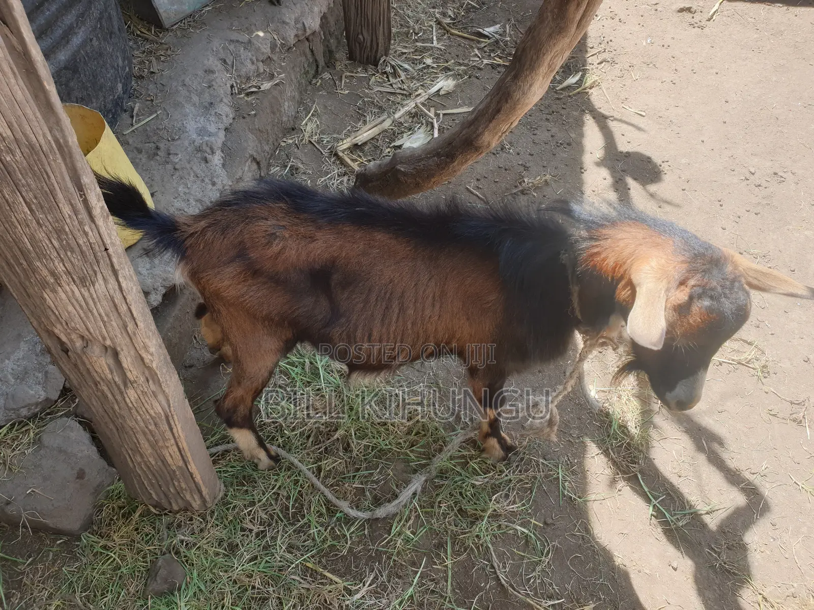 Pure / High-Grade German Alpine Buck – Young Breeding Male (Nakuru)