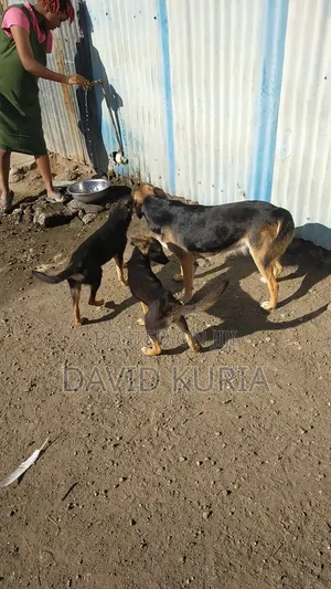 6-12 months Male Mixed Breed German Shorthaired Pointer