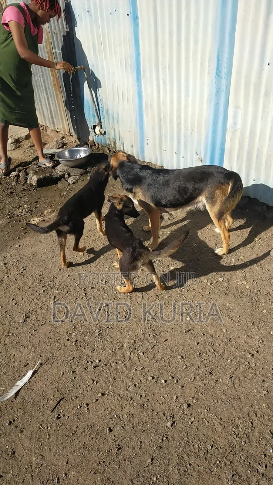 6-12 months Male Mixed Breed German Shorthaired Pointer
