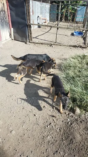 6-12 months Male Mixed Breed German Shorthaired Pointer