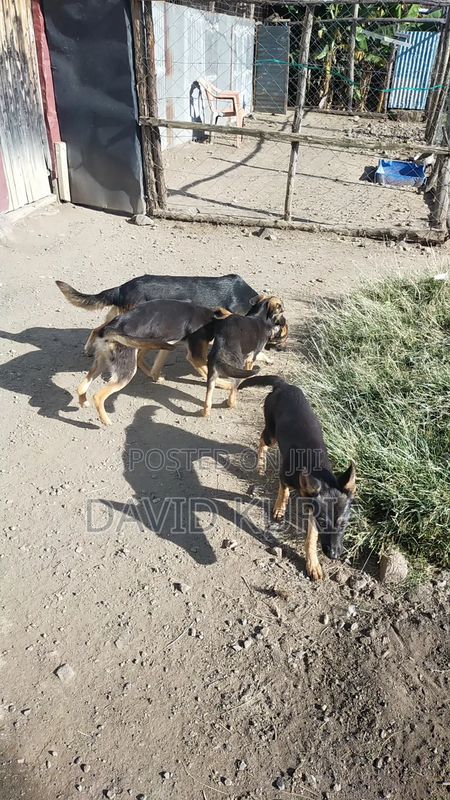 6-12 months Male Mixed Breed German Shorthaired Pointer