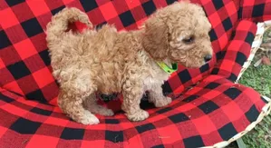 1-3 months Female Purebred Maltipoo