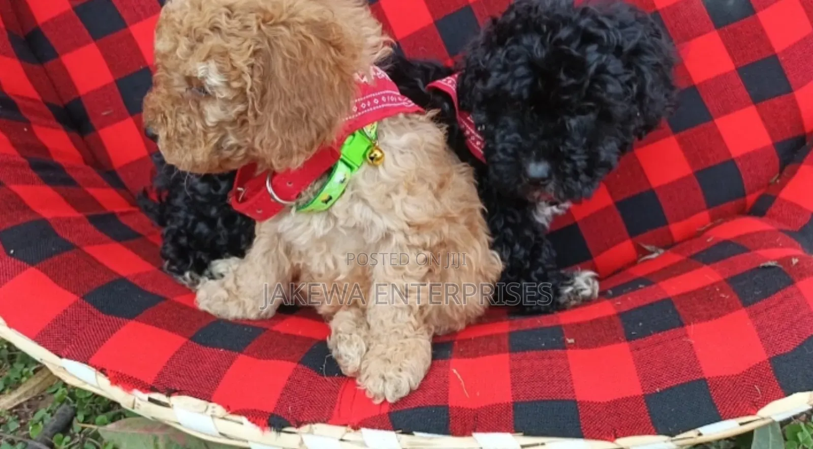 1-3 months Male Purebred Maltipoo