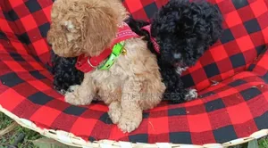 1-3 months Male Purebred Maltipoo