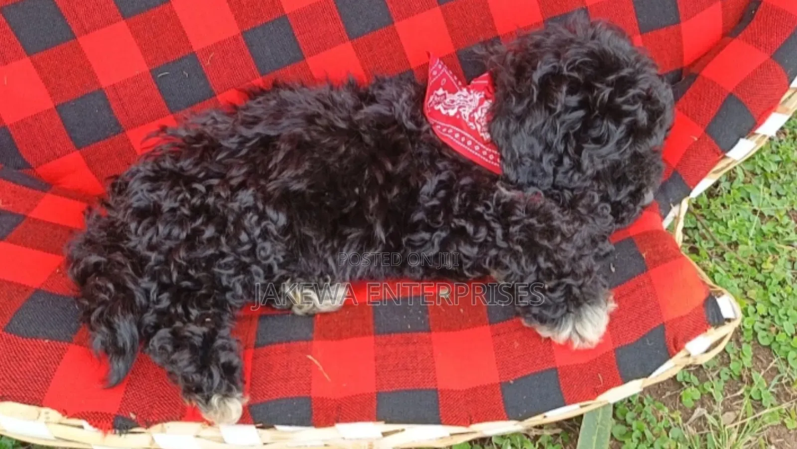 1-3 months Female Purebred Maltipoo