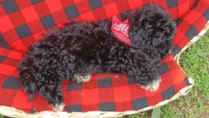 1-3 months Female Purebred Maltipoo