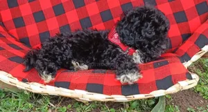 1-3 months Male Purebred Maltipoo