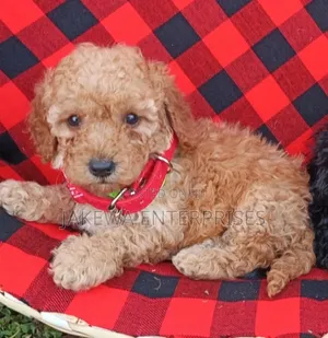 1-3 months Female Purebred Maltipoo