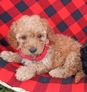 1-3 months Male Purebred Maltipoo
