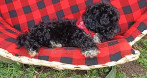 1-3 months Female Purebred Maltipoo