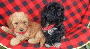 1-3 months Male Purebred Maltipoo