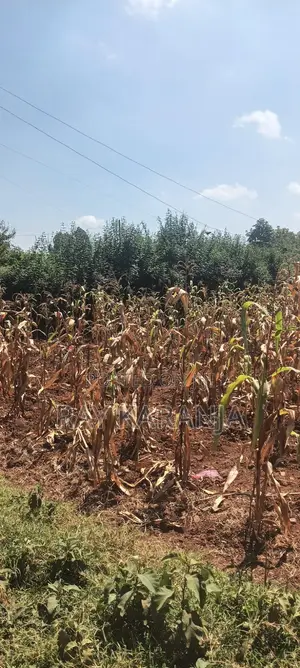 Prime 100x100 Plot for Sale in Thigio Nguirubi (300m From Tarmac)